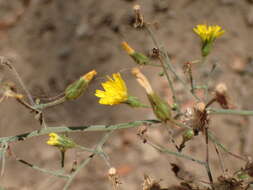 Image of southern hawkweed