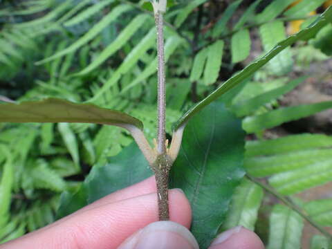 Image of Callicarpa remotiserrulata Hayata