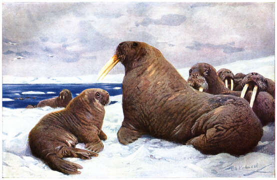 Image of walrus