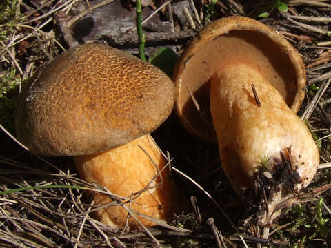 Imagem de Suillus variegatus (Sw.) Richon & Roze 1888