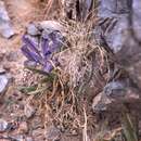 Image of Iris potaninii var. ionantha Y. T. Zhao