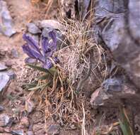 Image of Iris potaninii var. ionantha Y. T. Zhao