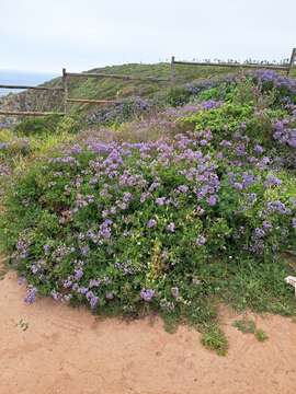 Solanum pinnatum Cav. resmi