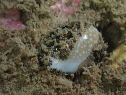 Image of Fuzzy cowrie shell