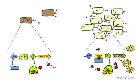 Image of Vibrio