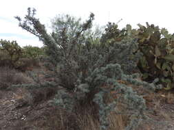 Image of Berberis pinifolia (Lundell) C. H. Muller