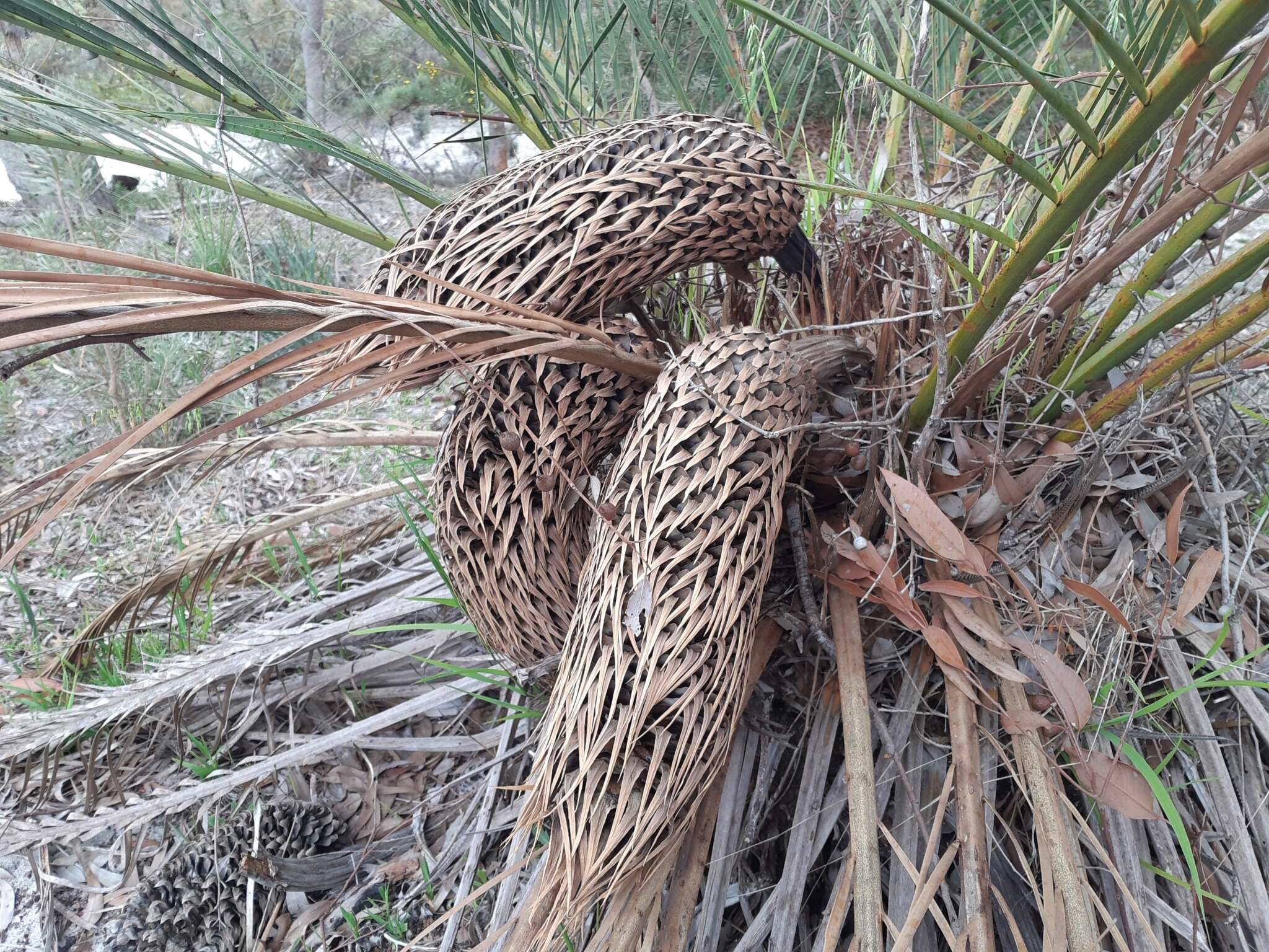 Image of Macrozamia fraseri Miq.