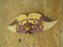 Image of Eacles imperialis decoris Rothschild 1907