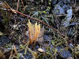 Ramariopsis bicolor R. H. Petersen 1988 resmi