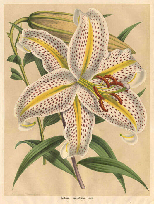 Lilium auratum Lindl. resmi