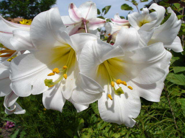 Imagem de Lilium regale E. H. Wilson