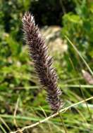 Image of Pongwa grass