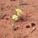 Plancia ëd Cephalipterum drummondii A. Gray