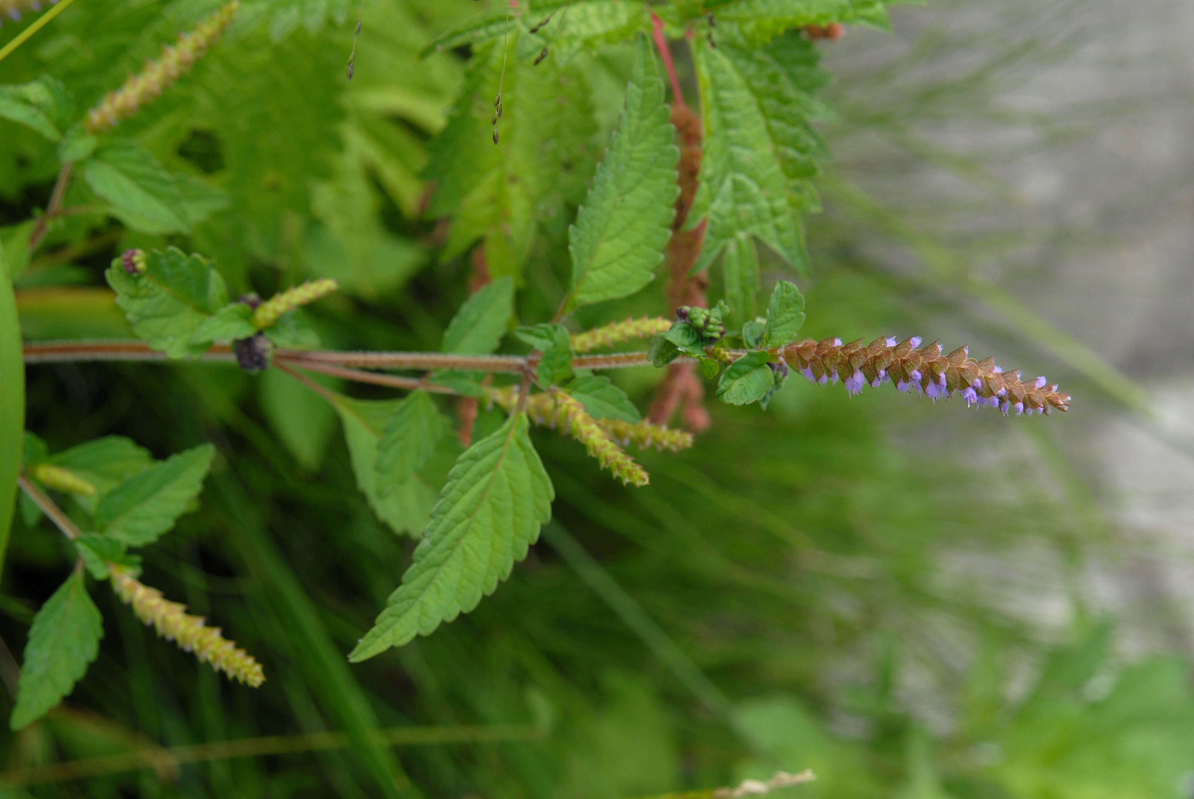 Слика од Elsholtzia ciliata (Thunb.) Hyl.