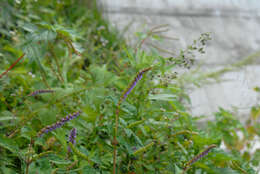 Image of crested latesummer mint