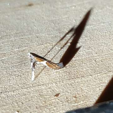 Image of Caloptilia stigmatella (Fabricius 1781)