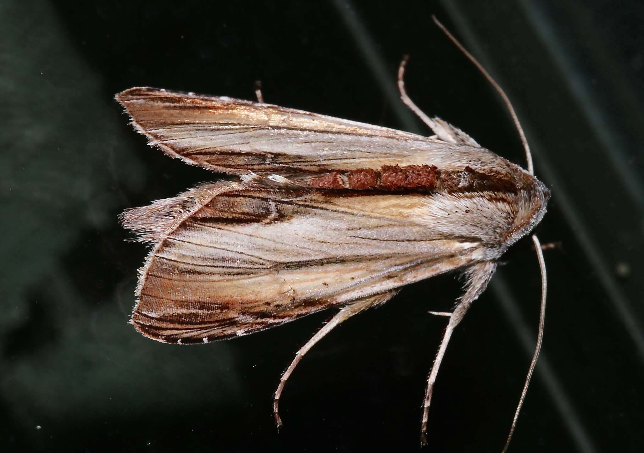 Image of Brown-bordered Cucullia