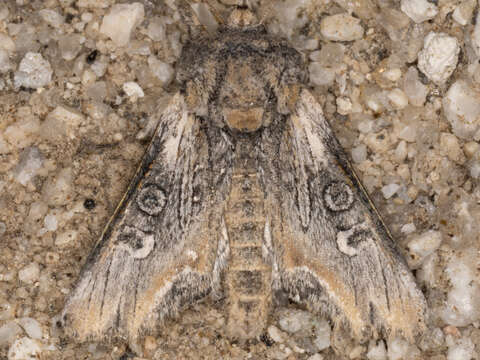 Image of Walterella ocellata Barnes & McDunnough 1910