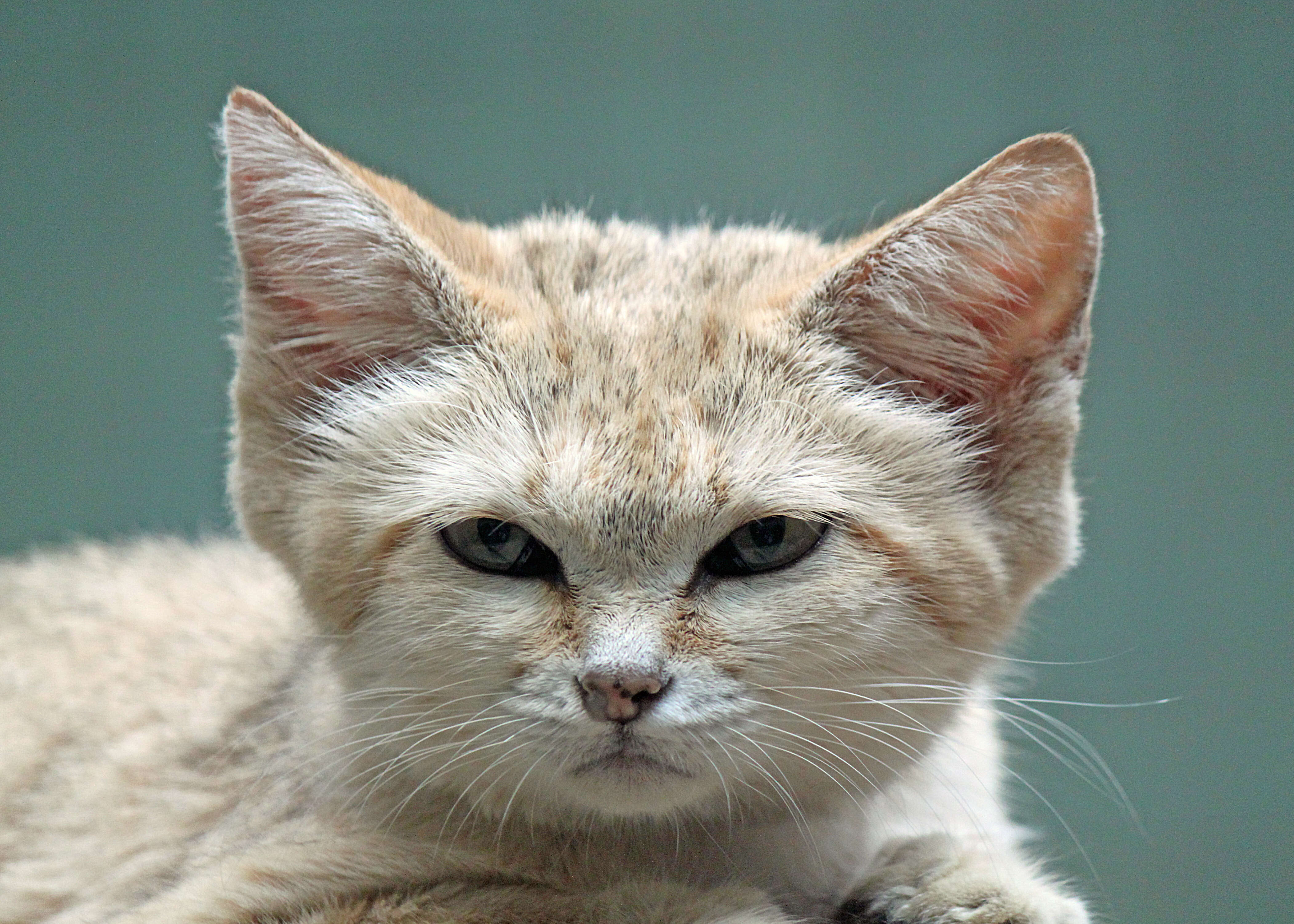 Image of Sand Cat