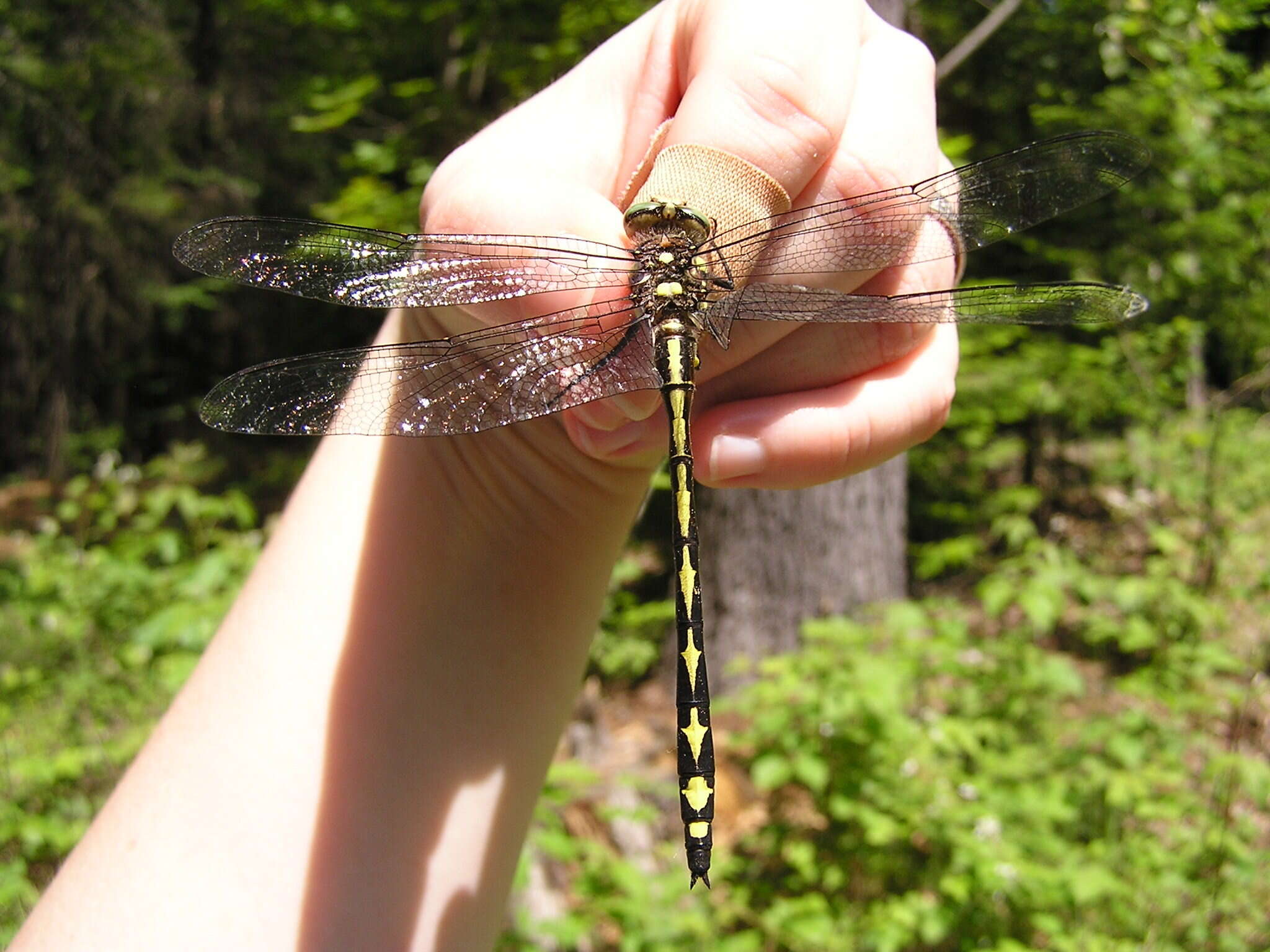 Image of Arrowhead Spiketail