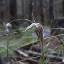 Слика од Pterostylis coccina Fitzg.