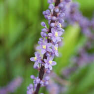 Image of Big blue lilyturf'