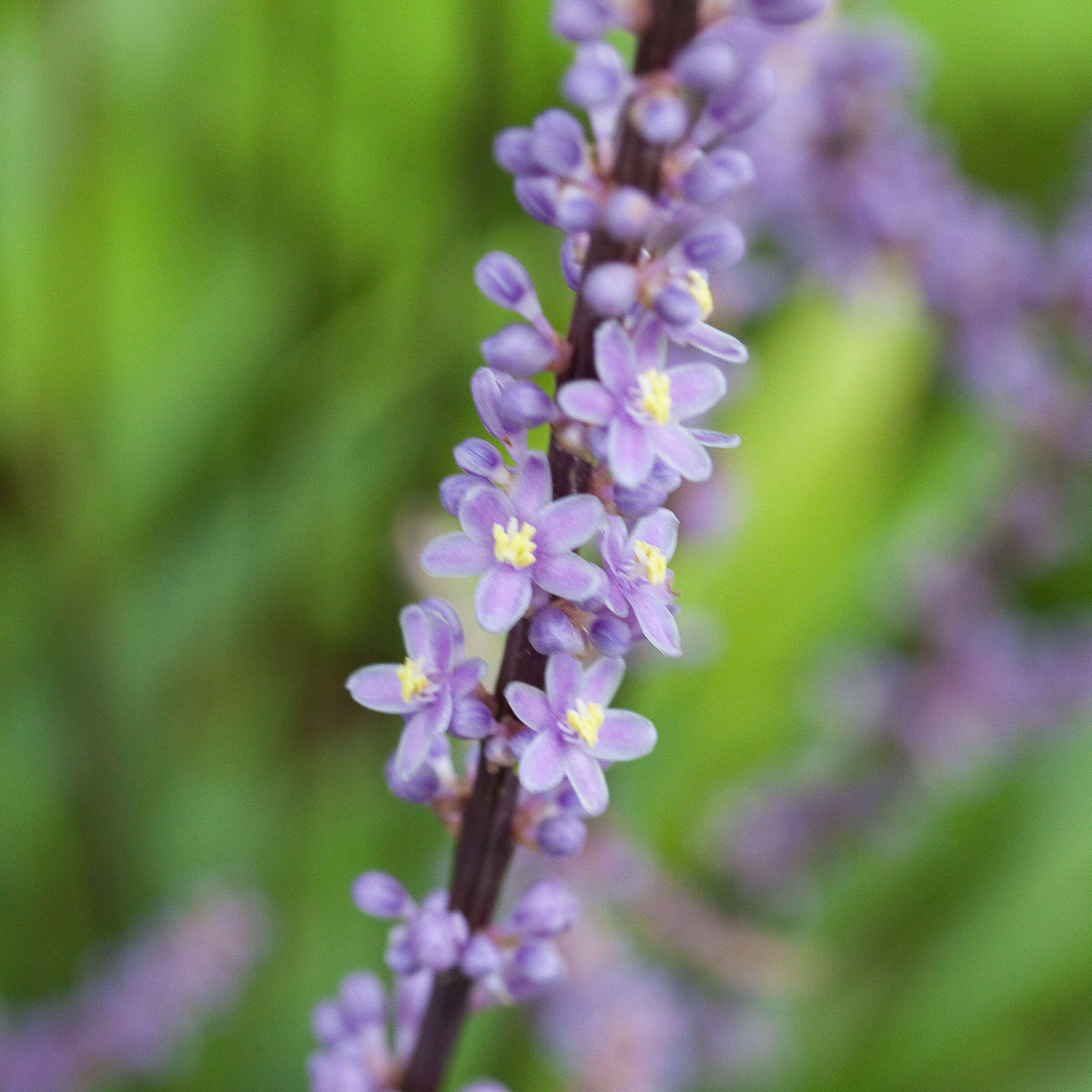 Image of Big blue lilyturf'