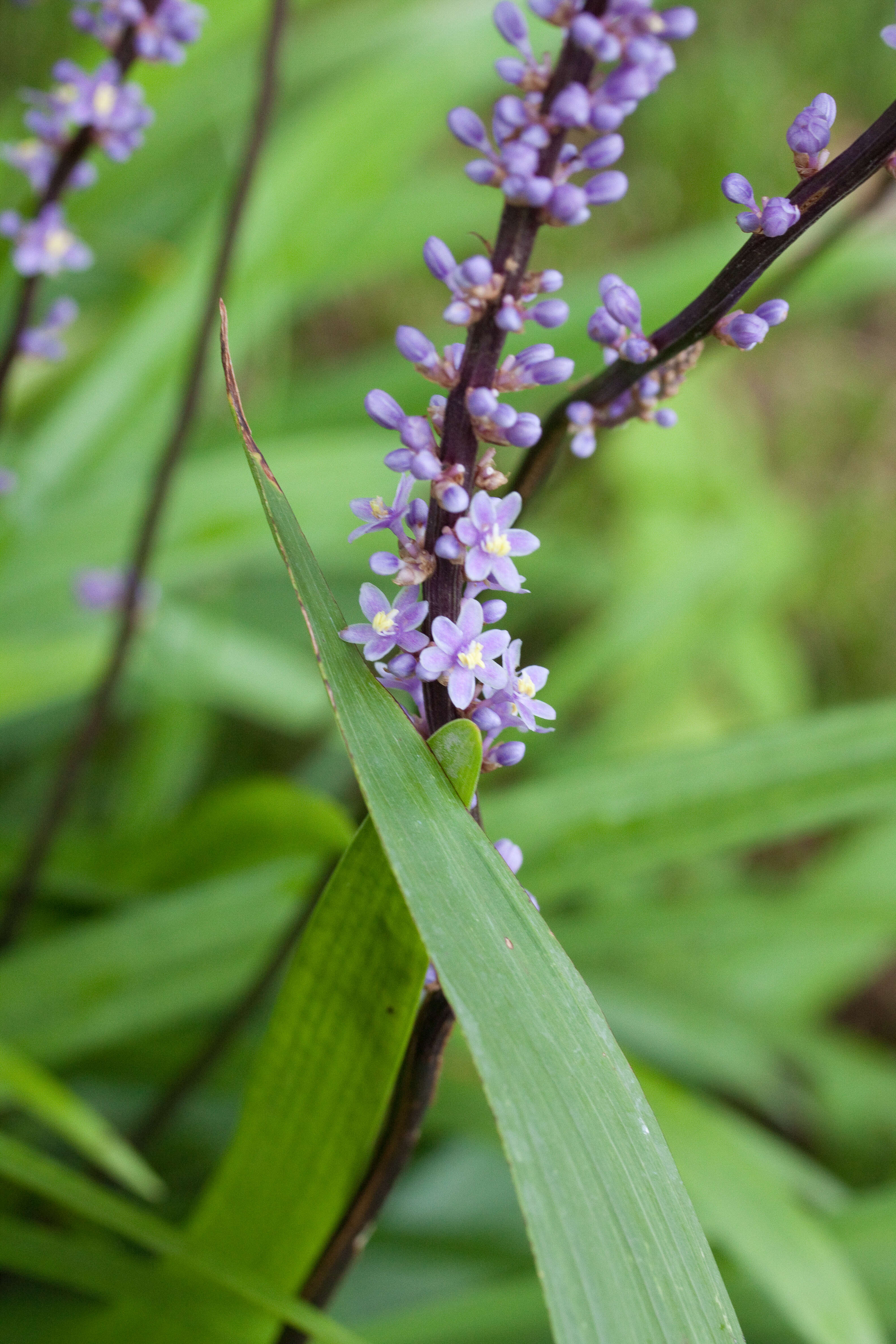 Image of Big blue lilyturf'