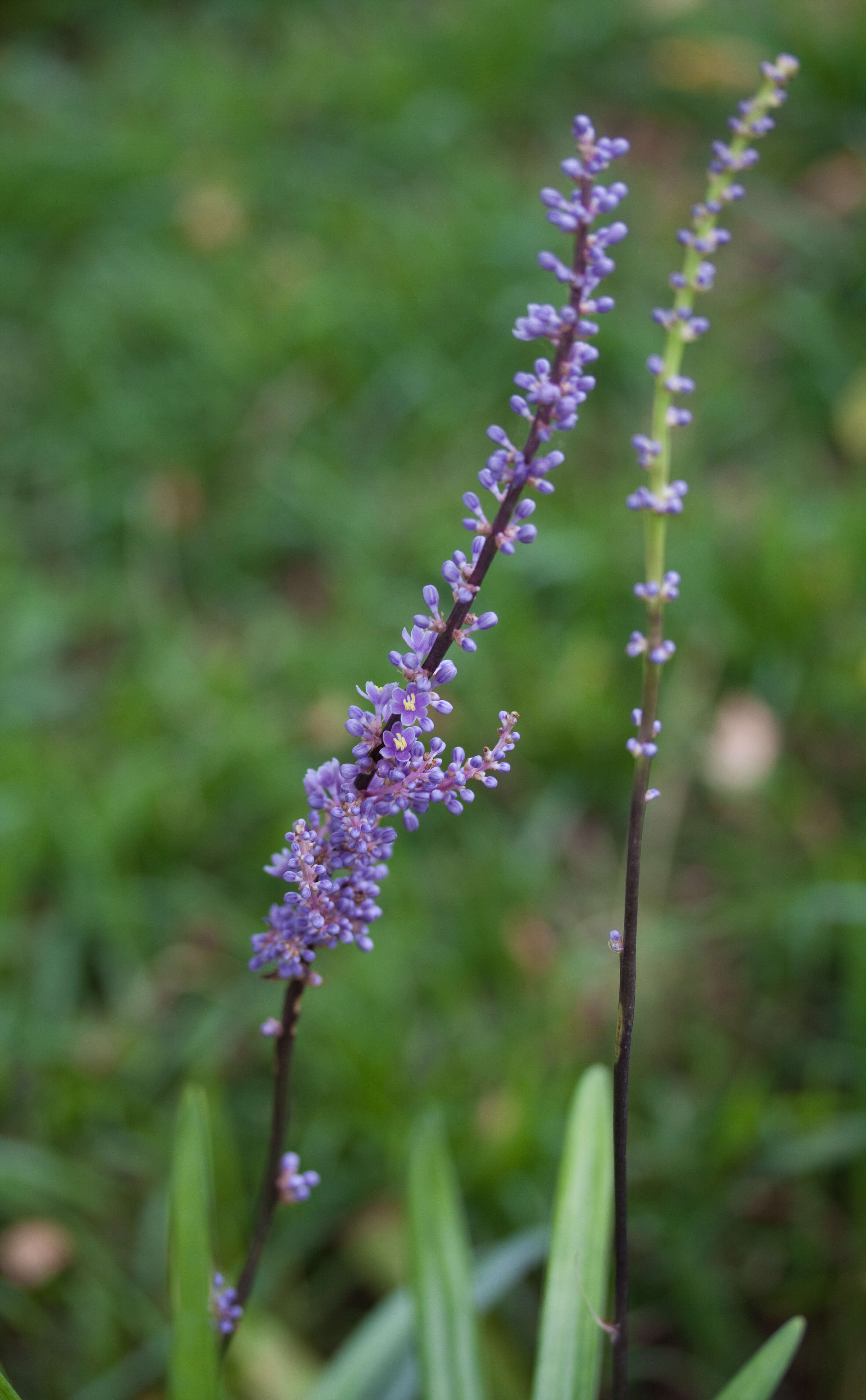 Image of Big blue lilyturf'