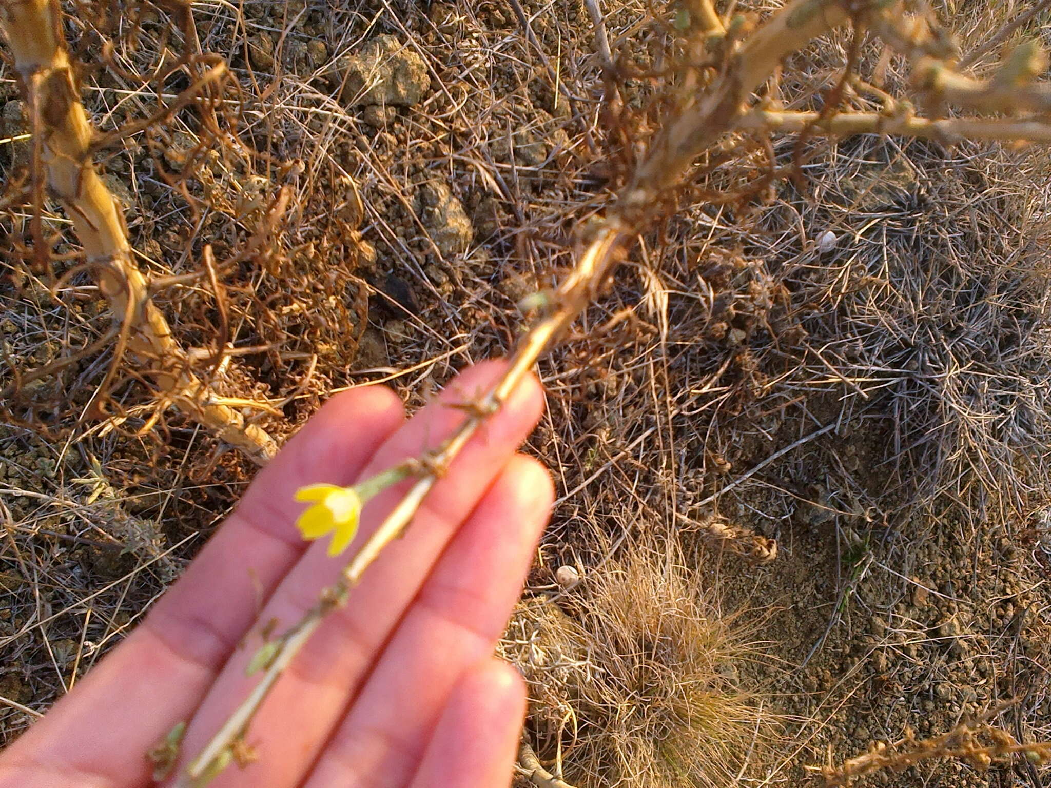 Слика од Lactuca viminea (L.) J. & C. Presl