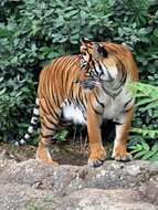 Image of Indochinese Tiger