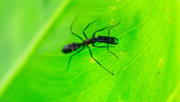 Plancia ëd Camponotus mirabilis Emery 1903