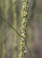 Image of streambed bristlegrass