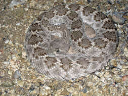 Image of Western Diamond-backed Rattlesnake