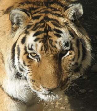 Image of Amur Tiger