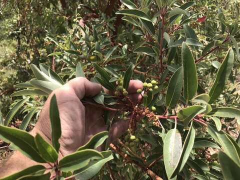 Слика од Arbutus arizonica (A. Gray) Sarg.