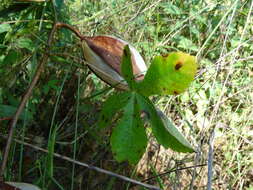 Imagem de Cochlospermum gonzalezii (Sprague & L. Riley) Byng & Christenh.