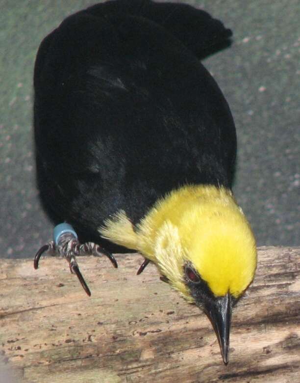 Image of Yellow-hooded Blackbird