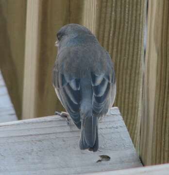 Image of juncos