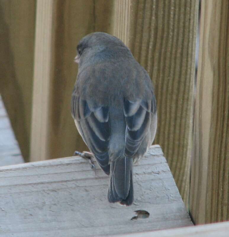 Image of juncos