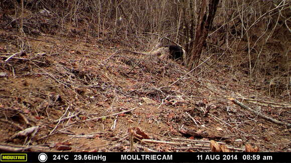 Image of Northern Tamandua