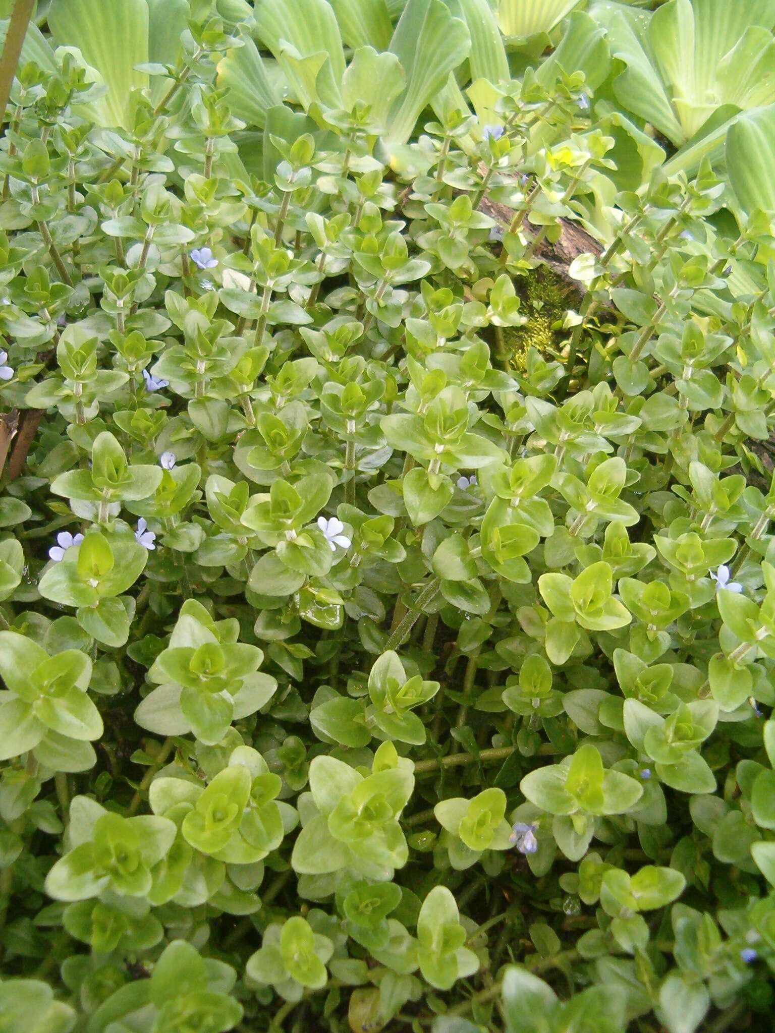 Image of blue waterhyssop