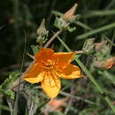 Image of Mentzelia hispida Willd.