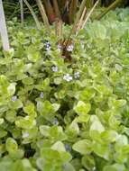 Image of blue waterhyssop