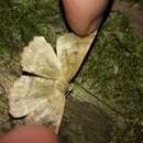 Image of Kawakawa looper moth