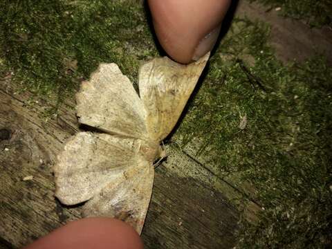 Image of Kawakawa looper moth