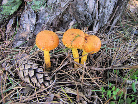 Image of Pholiota flammans (Batsch) P. Kumm. 1871