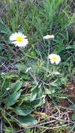 Image of Southern Daisy