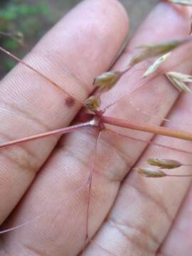 Plancia ëd Festuca amplissima Rupr. ex Galeotti