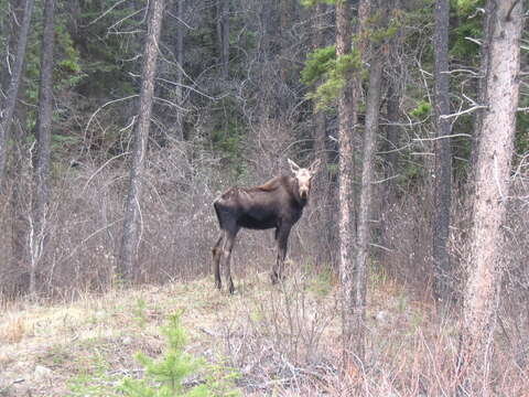 Image of North American Elk